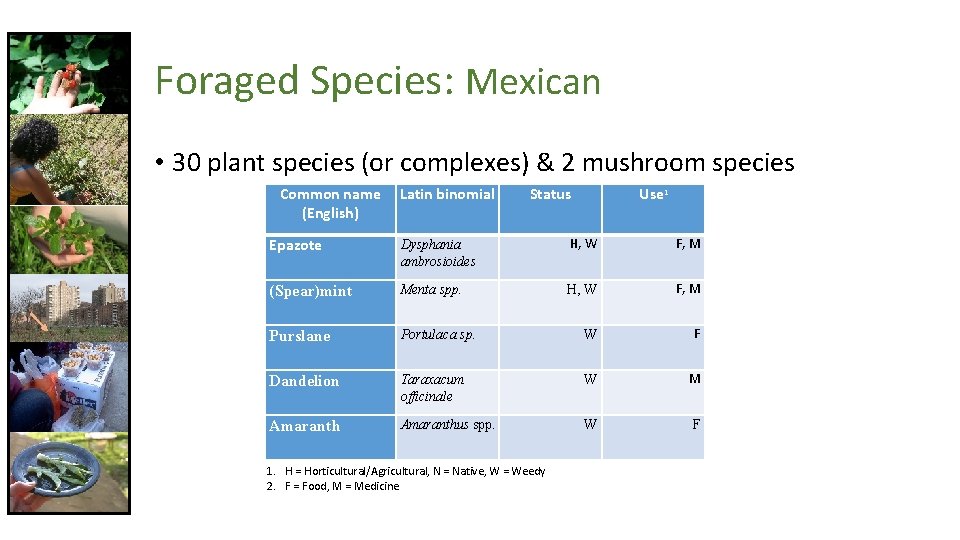 Foraged Species: Mexican • 30 plant species (or complexes) & 2 mushroom species Common