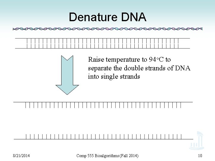 Denature DNA Raise temperature to 94 o. C to separate the double strands of