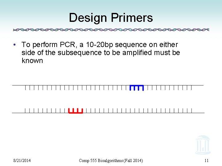 Design Primers • To perform PCR, a 10 -20 bp sequence on either side