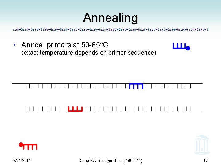 Annealing • Anneal primers at 50 -65 o. C (exact temperature depends on primer