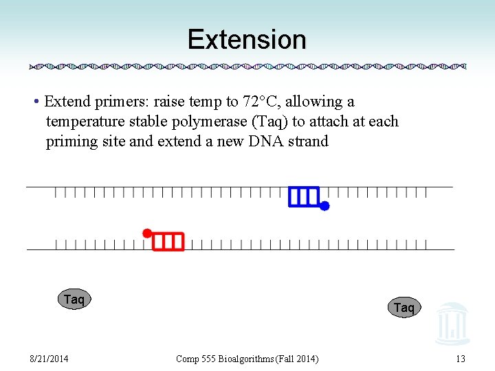 Extension • Extend primers: raise temp to 72°C, allowing a temperature stable polymerase (Taq)