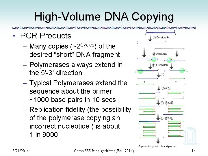 High-Volume DNA Copying • PCR Products – Many copies (~2 Cycles) of the desired