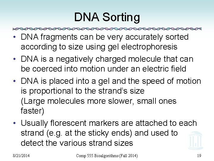 DNA Sorting • DNA fragments can be very accurately sorted according to size using
