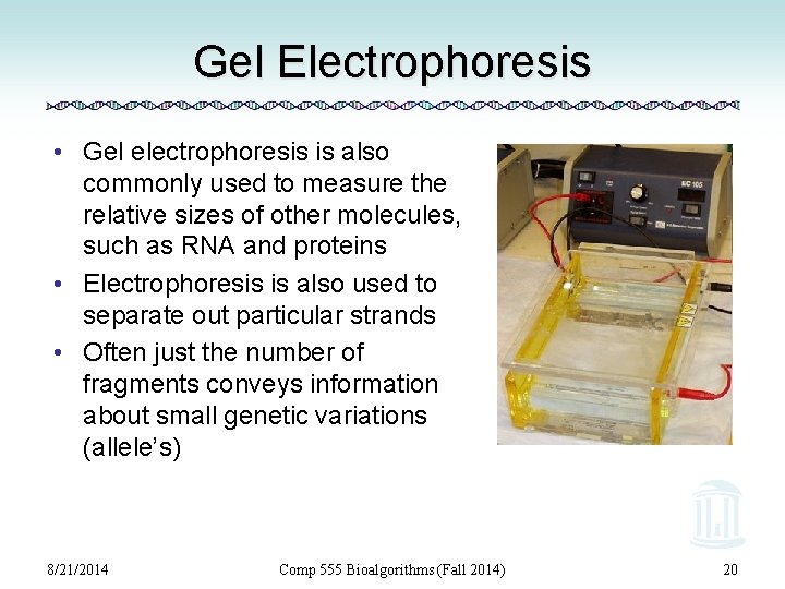 Gel Electrophoresis • Gel electrophoresis is also commonly used to measure the relative sizes