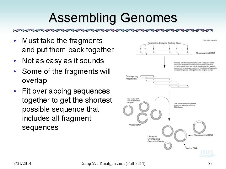 Assembling Genomes • Must take the fragments and put them back together • Not