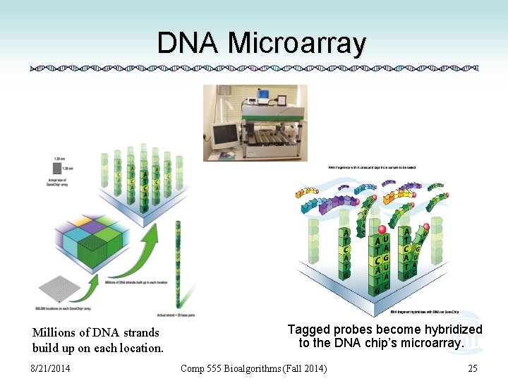 DNA Microarray Millions of DNA strands build up on each location. 8/21/2014 Tagged probes