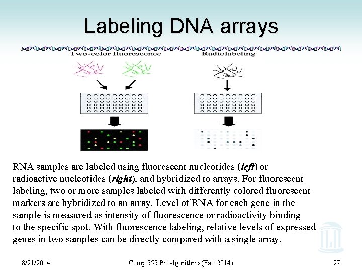 Labeling DNA arrays RNA samples are labeled using fluorescent nucleotides (left) or radioactive nucleotides