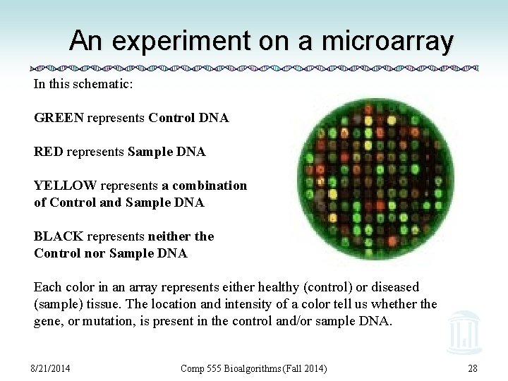 An experiment on a microarray In this schematic: GREEN represents Control DNA RED represents