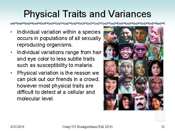 Physical Traits and Variances • Individual variation within a species occurs in populations of