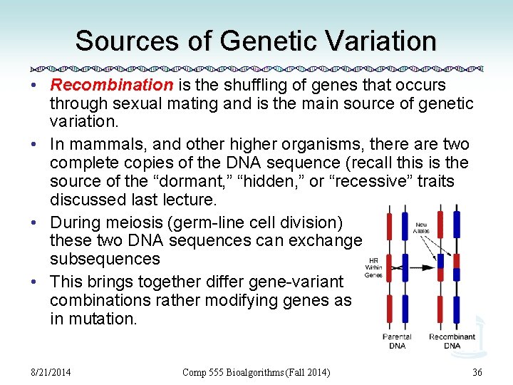 Sources of Genetic Variation • Recombination is the shuffling of genes that occurs through