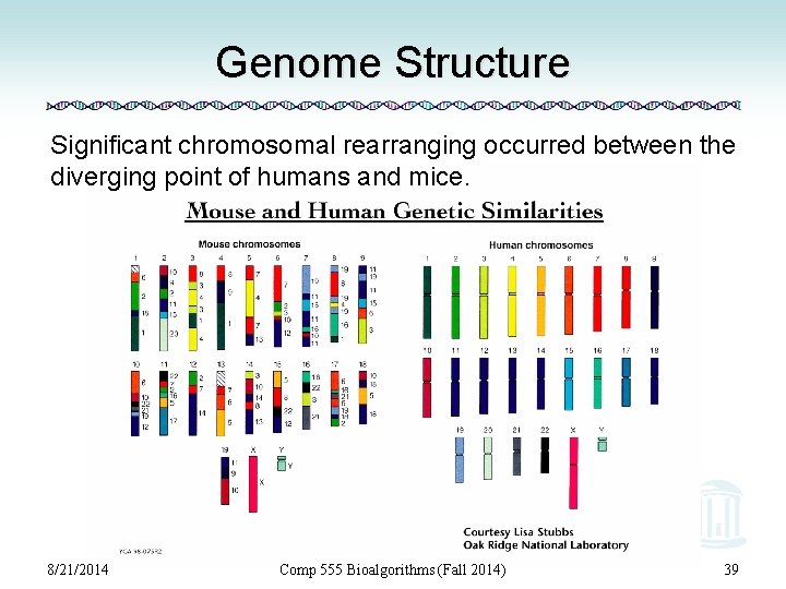 Genome Structure Significant chromosomal rearranging occurred between the diverging point of humans and mice.
