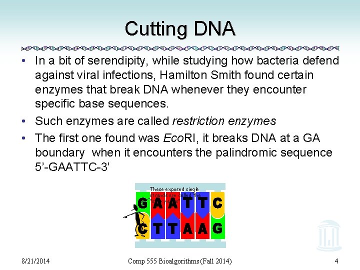 Cutting DNA • In a bit of serendipity, while studying how bacteria defend against