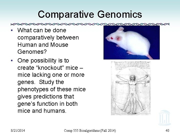 Comparative Genomics • What can be done comparatively between Human and Mouse Genomes? •