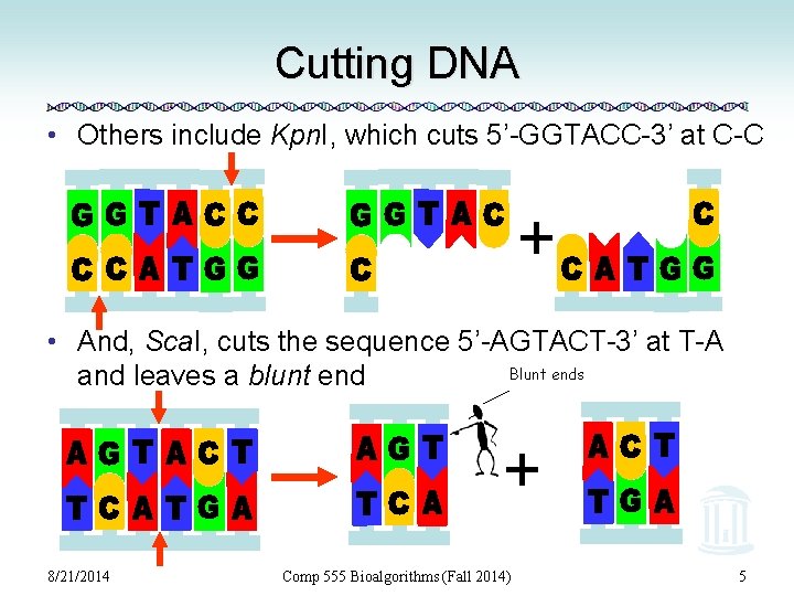 Cutting DNA • Others include Kpn. I, which cuts 5’-GGTACC-3’ at C-C + •