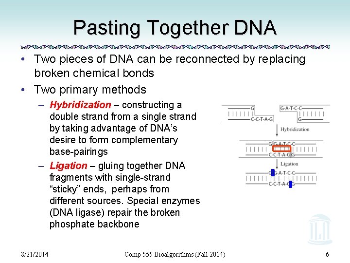 Pasting Together DNA • Two pieces of DNA can be reconnected by replacing broken