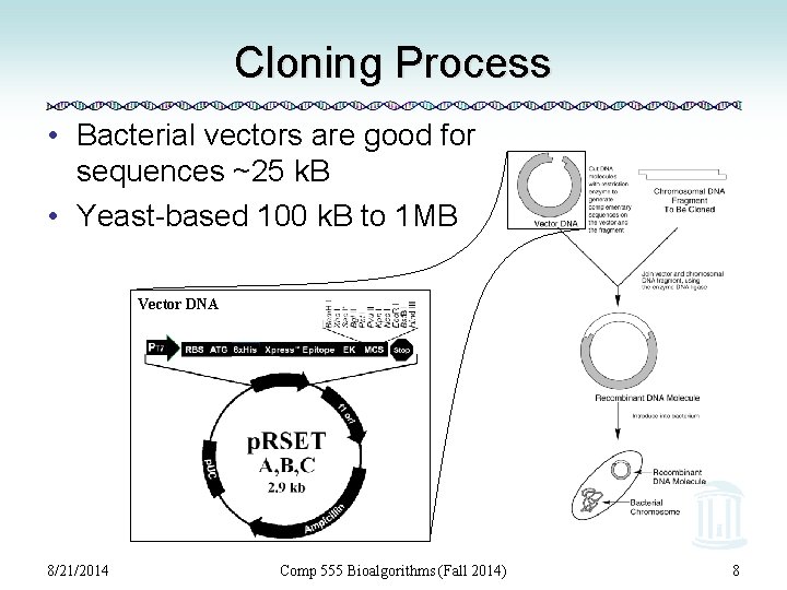 Cloning Process • Bacterial vectors are good for sequences ~25 k. B • Yeast-based