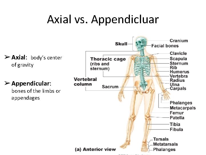 Axial vs. Appendicluar ➢ Axial: body’s center of gravity ➢ Appendicular: bones of the