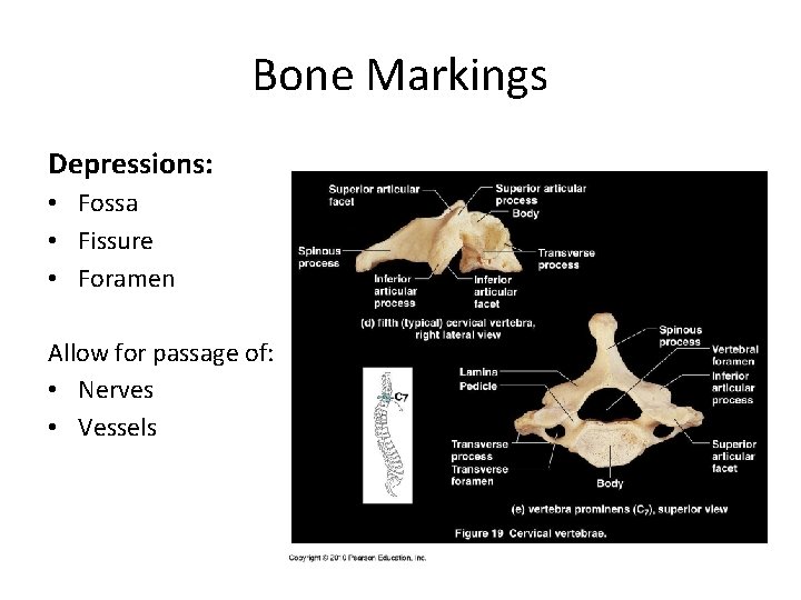 Bone Markings Depressions: • Fossa • Fissure • Foramen Allow for passage of: •