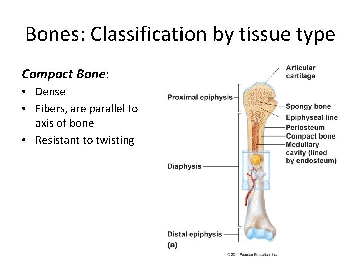 Bones: Classification by tissue type Compact Bone: • Dense • Fibers, are parallel to