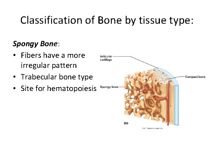 Classification of Bone by tissue type: Spongy Bone: • Fibers have a more irregular