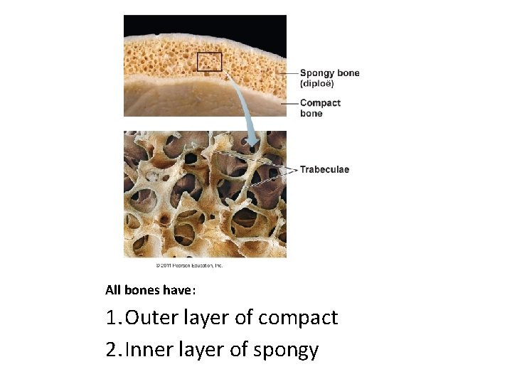 All bones have: 1. Outer layer of compact 2. Inner layer of spongy 