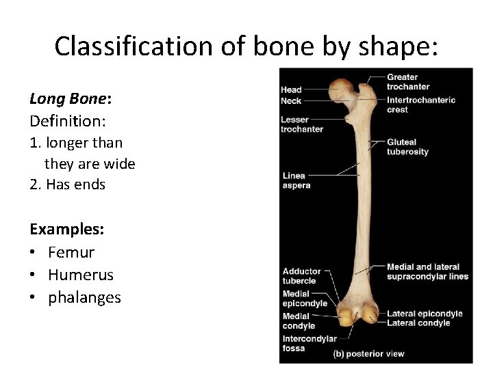 Classification of bone by shape: Long Bone: Definition: 1. longer than they are wide