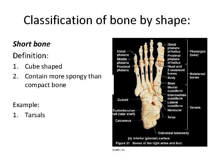 Classification of bone by shape: Short bone Definition: 1. Cube shaped 2. Contain more