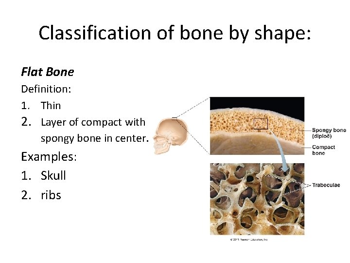 Classification of bone by shape: Flat Bone Definition: 1. Thin 2. Layer of compact