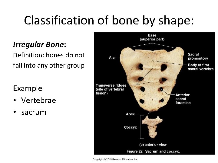 Classification of bone by shape: Irregular Bone: Definition: bones do not fall into any