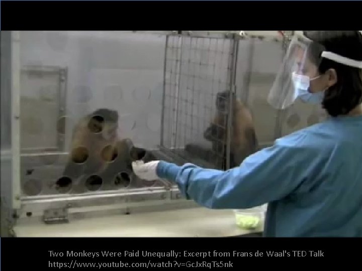 Two Monkeys Were Paid Unequally: Excerpt from Frans de Waal's TED Talk https: //www.