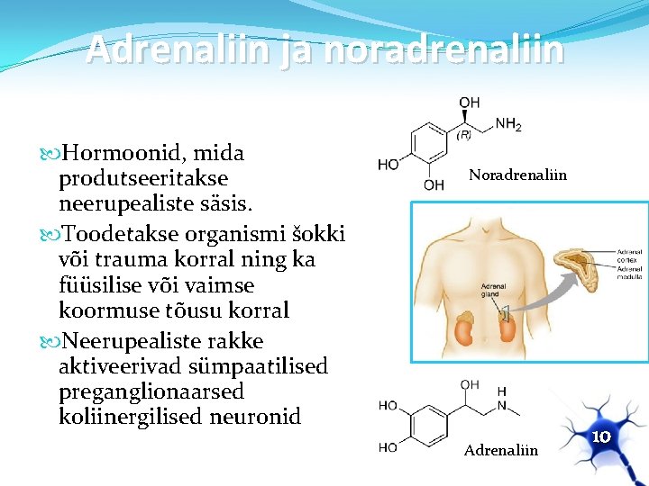 Adrenaliin ja noradrenaliin Hormoonid, mida produtseeritakse neerupealiste säsis. Toodetakse organismi šokki või trauma korral