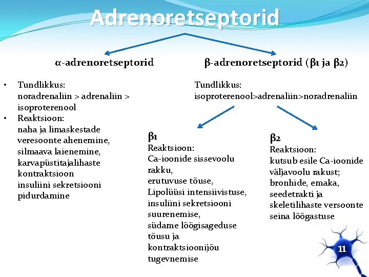 Adrenoretseptorid α-adrenoretseptorid • • Tundlikkus: noradrenaliin > isoproterenool Reaktsioon: naha ja limaskestade veresoonte ahenemine,