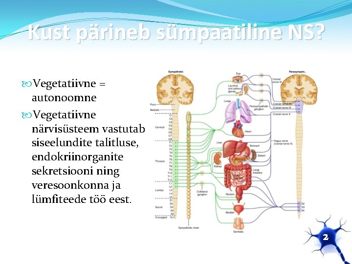 Kust pärineb sümpaatiline NS? Vegetatiivne = autonoomne Vegetatiivne närvisüsteem vastutab siseelundite talitluse, endokriinorganite sekretsiooni