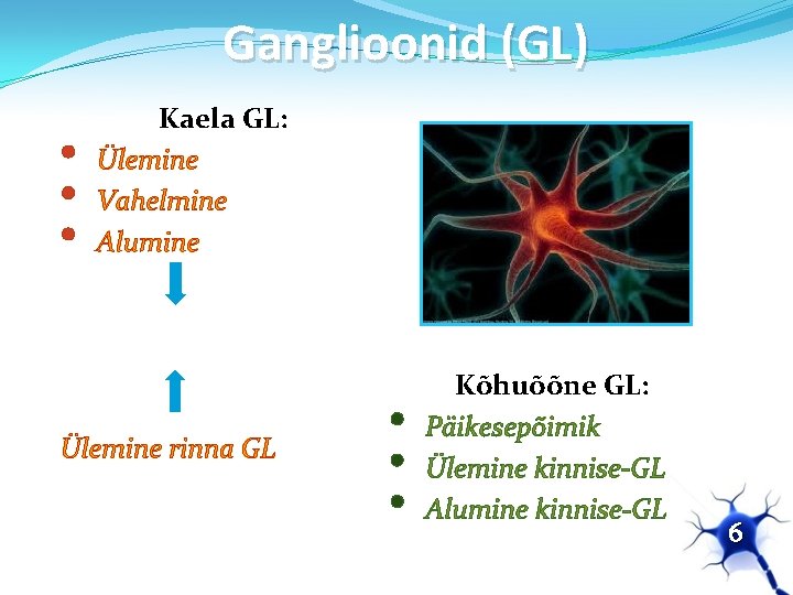 Ganglioonid (GL) • • • Kaela GL: Ülemine Vahelmine Alumine Täht-GL Ülemine rinna GL