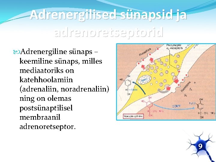 Adrenergilised sünapsid ja adrenoretseptorid Adrenergiline sünaps – keemiline sünaps, milles mediaatoriks on katehhoolamiin (adrenaliin,