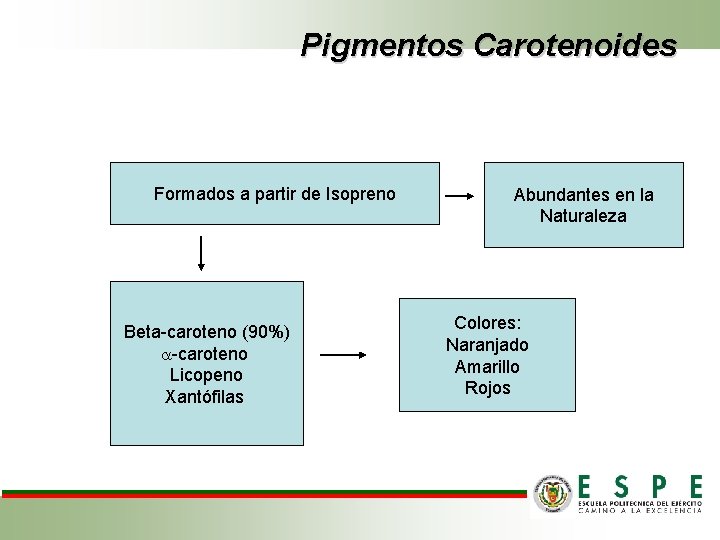 Pigmentos Carotenoides Formados a partir de Isopreno Beta-caroteno (90%) -caroteno Licopeno Xantófilas Abundantes en