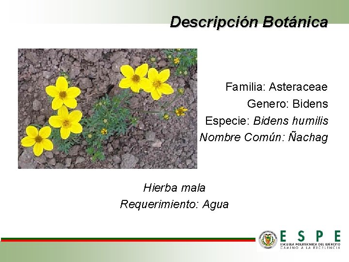 Descripción Botánica Familia: Asteraceae Genero: Bidens Especie: Bidens humilis Nombre Común: Ñachag Hierba mala