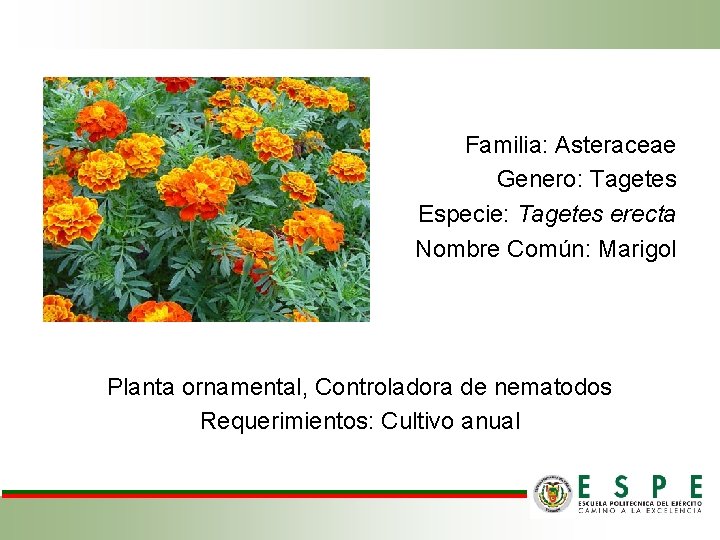 Familia: Asteraceae Genero: Tagetes Especie: Tagetes erecta Nombre Común: Marigol Planta ornamental, Controladora de