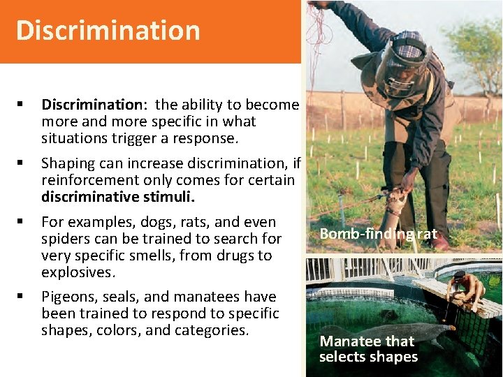 Discrimination § § Discrimination: the ability to become more and more specific in what