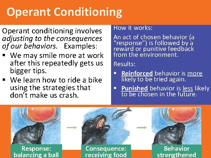 Operant Conditioning Operant conditioning involves adjusting to the consequences of our behaviors. Examples: §