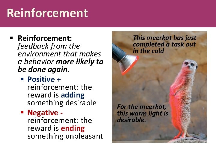 Reinforcement § Reinforcement: feedback from the environment that makes a behavior more likely to