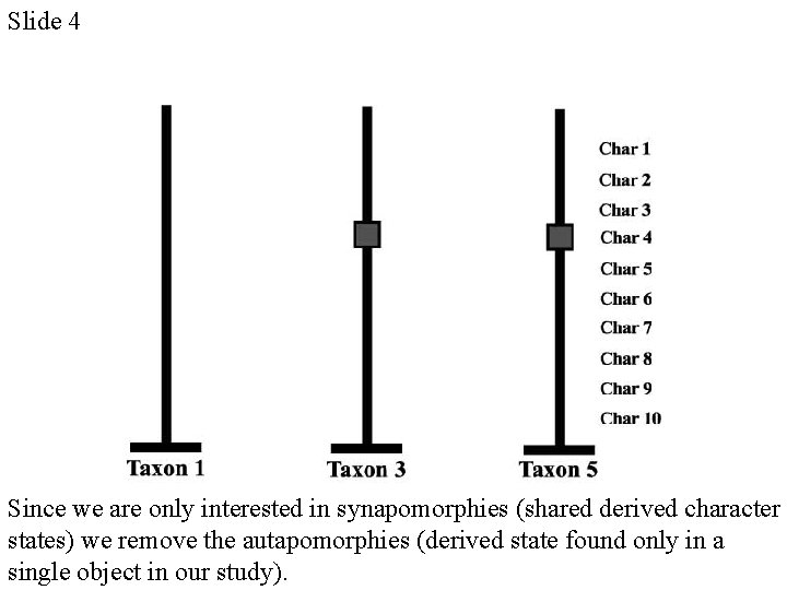 Slide 4 Since we are only interested in synapomorphies (shared derived character states) we