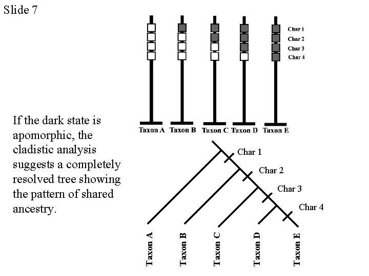 Slide 7 If the dark state is apomorphic, the cladistic analysis suggests a completely