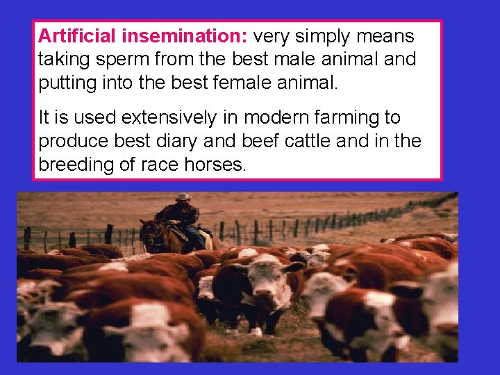 Artificial insemination: very simply means taking sperm from the best male animal and putting