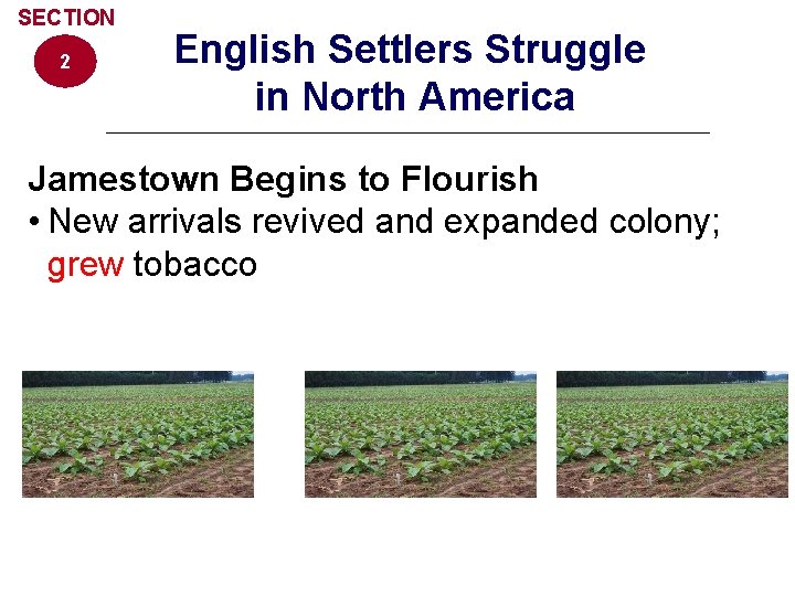 SECTION 2 English Settlers Struggle in North America Jamestown Begins to Flourish • New