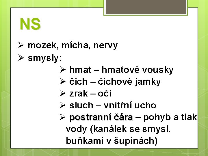 NS Ø mozek, mícha, nervy Ø smysly: Ø hmat – hmatové vousky Ø čich