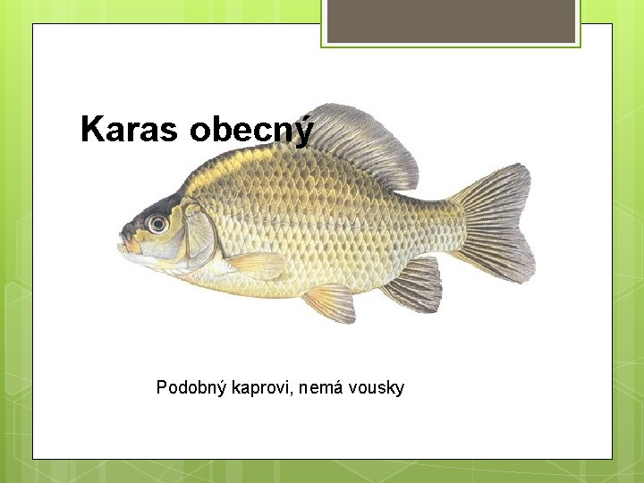 Karas obecný Podobný kaprovi, nemá vousky 