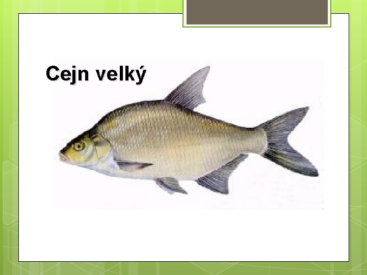 Cejn velký 