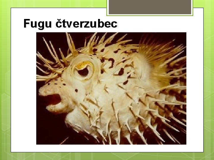 Fugu čtverzubec 