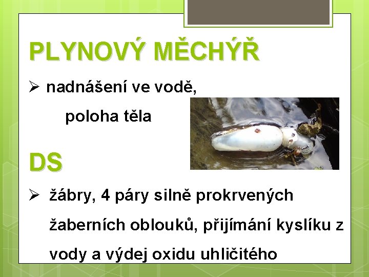 PLYNOVÝ MĚCHÝŘ Ø nadnášení ve vodě, poloha těla DS Ø žábry, 4 páry silně